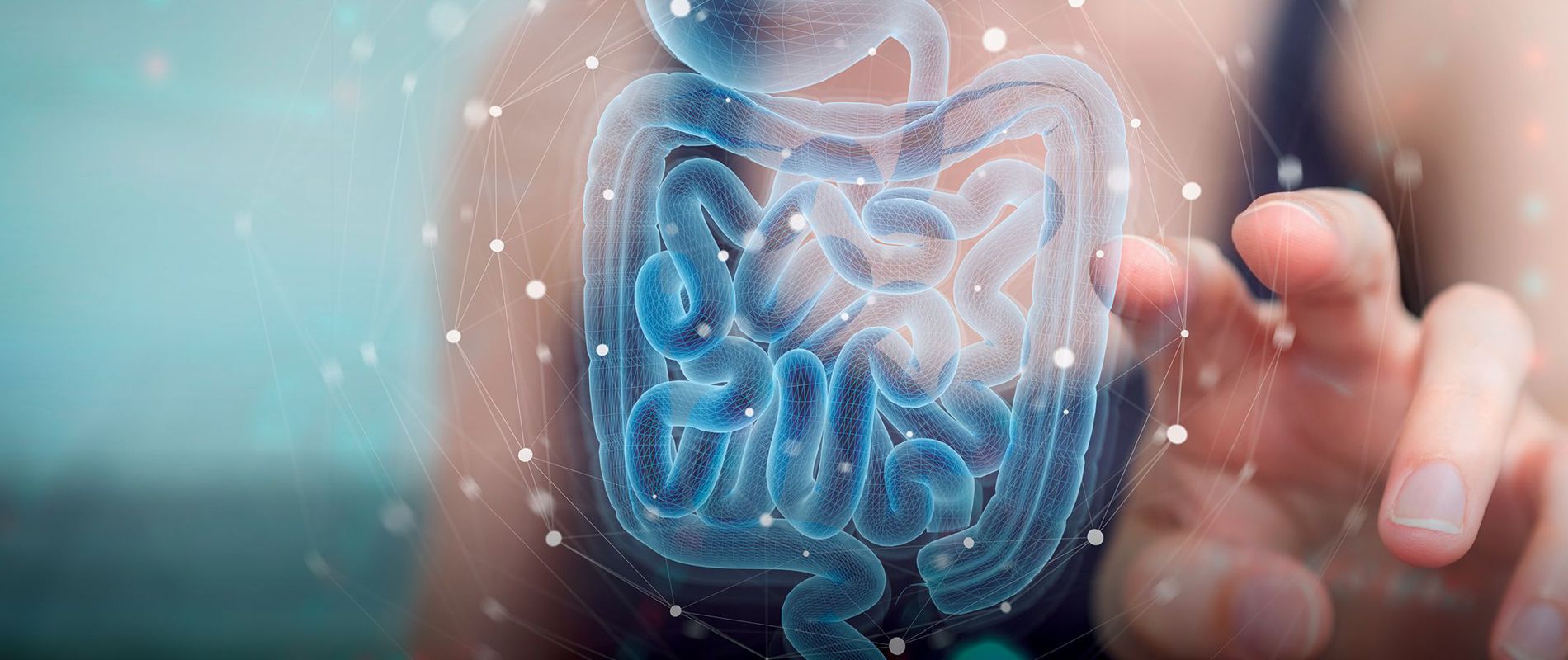 03 de 08 - De simple intestino a segundo cerebro