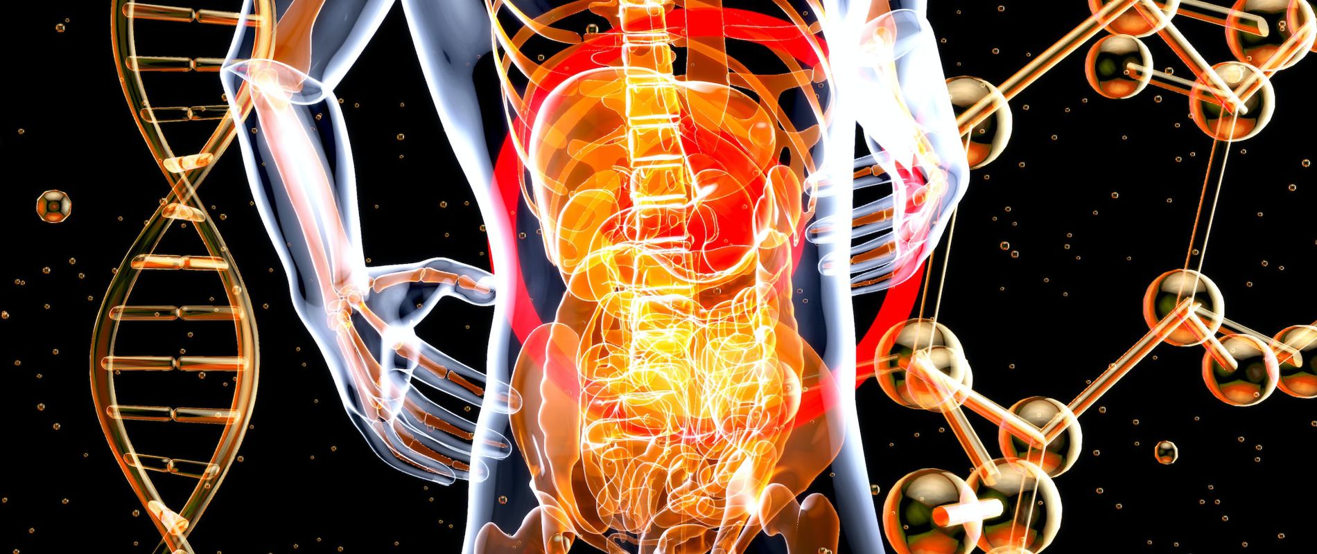 07 de 08 - Tu corazón ya formado no puedes modificarlo, tu microbiota SI